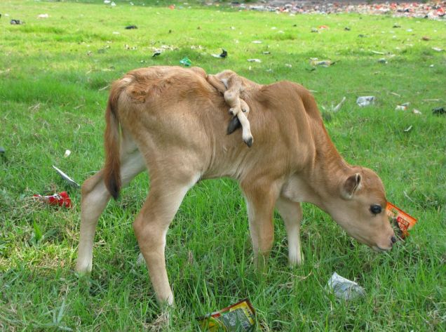 Αγελάδα γεννήθηκε με έξι πόδια και δύο ουρές