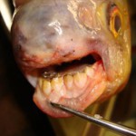 «Άγριο» ψάρι με… ανθρώπινα δόντια!