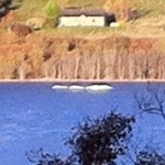 Νέα εμφάνιση της Nessie στο Loch Ness