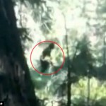 Bigfoot, φάρσα ή κάτι άλλο; (video)