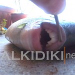 Ψάρι με… ανθρώπινα δόντια στη Χαλκιδική!