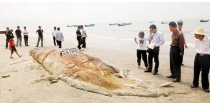 Ξεβράστηκε «θαλάσσιο τέρας» στην Κίνα
