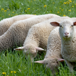 Όταν τα πρόβατα απειλούνται θα στέλνουν… sms στο βοσκό τους!