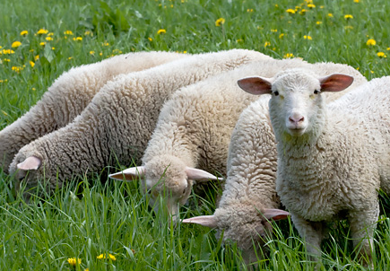 Όταν τα πρόβατα απειλούνται θα στέλνουν… sms στο βοσκό τους! 