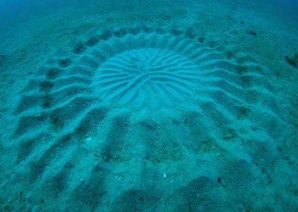 Θαλάσσια «crop circles» ανακαλύφθηκαν στην Ιαπωνία