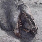 Θαλάσσιο «τέρας» βρέθηκε στη Ν. Ζηλανδία