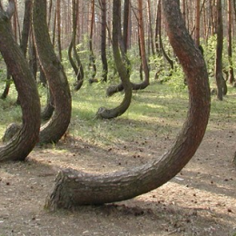 Παράξενα δέντρα σε σχήμα… ομπρέλας στην Πολωνία