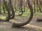 Παράξενα δέντρα σε σχήμα… ομπρέλας στην Πολωνία