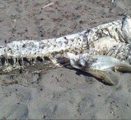 Άγνωστο πλάσμα ξεβράστηκε σε παραλία της Ισπανίας