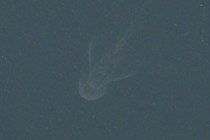 Δορυφόρος φωτογράφισε το τέρας του Λοχ Νες;