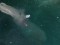 Παράξενο θαλάσσιο πλάσμα εμφανίστηκε στην Κέρκυρα