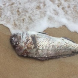 Περισσότερα από 700 νεκρά ψάρια ξεβράστηκαν σε ακτή της Αυστραλίας
