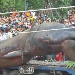 Γιγαντιαία φάλαινα(;) «δοξάστηκε» στο Βιετνάμ;