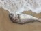 Περισσότερα από 700 νεκρά ψάρια ξεβράστηκαν σε ακτή της Αυστραλίας